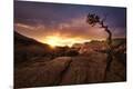 Photographic Print
