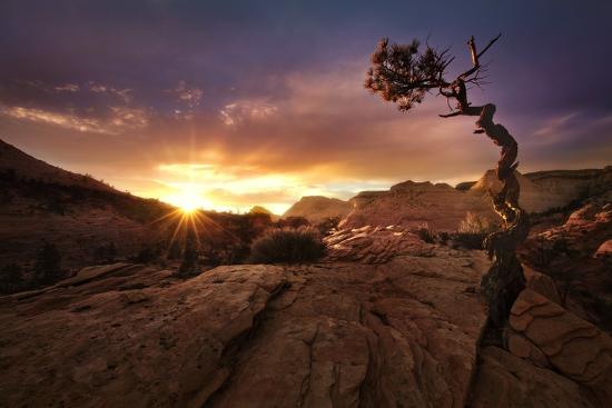 Photographic Print, , large