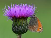 Butterfly on Thistle-Miroslav Hlavko-Photographic Print