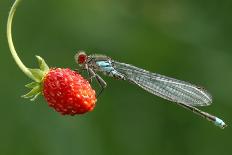 Damselfly on Strawberry-Miroslav Hlavko-Photographic Print