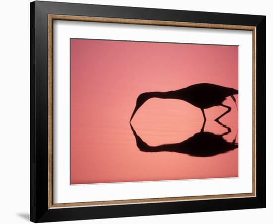 Mirror Silhouette of Little Blue Heron, Ding Darling National Wildlife Refuge, Florida, USA-Arthur Morris-Framed Photographic Print