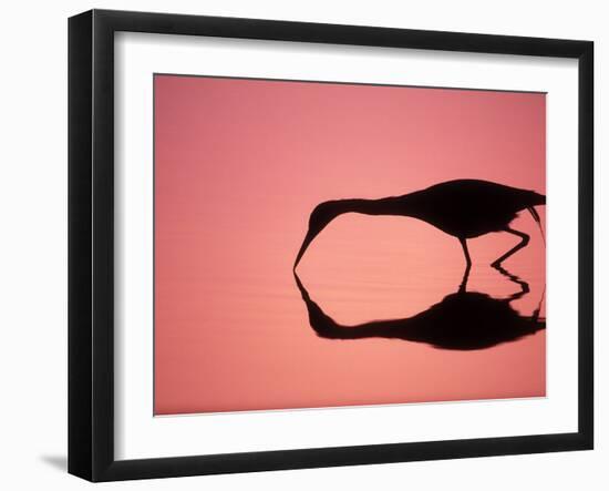 Mirror Silhouette of Little Blue Heron, Ding Darling National Wildlife Refuge, Florida, USA-Arthur Morris-Framed Photographic Print