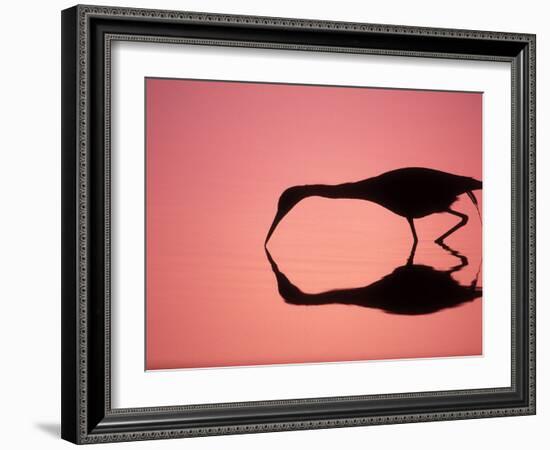 Mirror Silhouette of Little Blue Heron, Ding Darling National Wildlife Refuge, Florida, USA-Arthur Morris-Framed Photographic Print