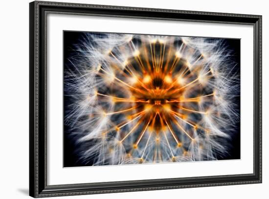 Mirrored Dandelion-Andy Bell-Framed Photographic Print