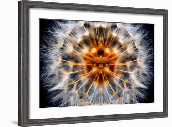 Mirrored Dandelion-Andy Bell-Framed Photographic Print