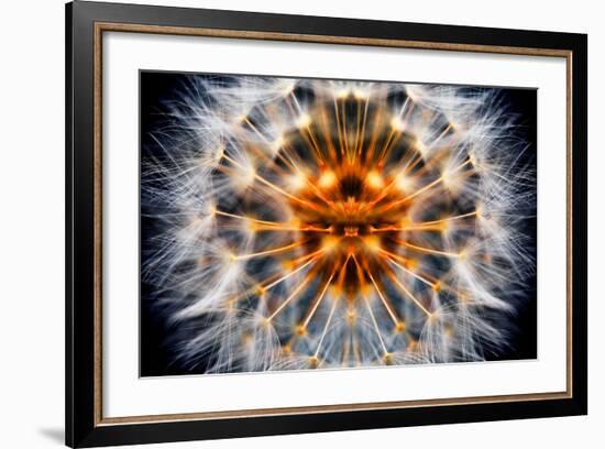 Mirrored Dandelion-Andy Bell-Framed Photographic Print