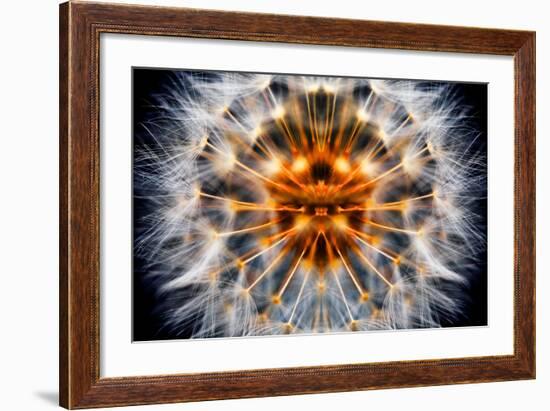 Mirrored Dandelion-Andy Bell-Framed Photographic Print