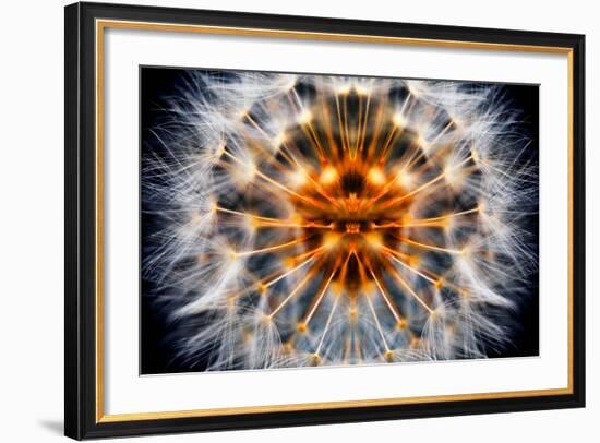 Mirrored Dandelion-Andy Bell-Framed Photographic Print