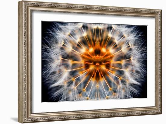 Mirrored Dandelion-Andy Bell-Framed Photographic Print