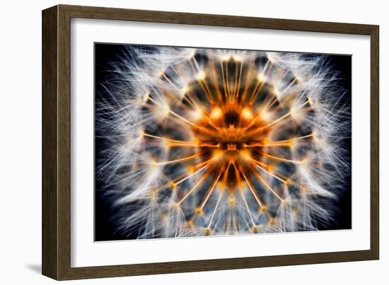 Mirrored Dandelion-Andy Bell-Framed Photographic Print