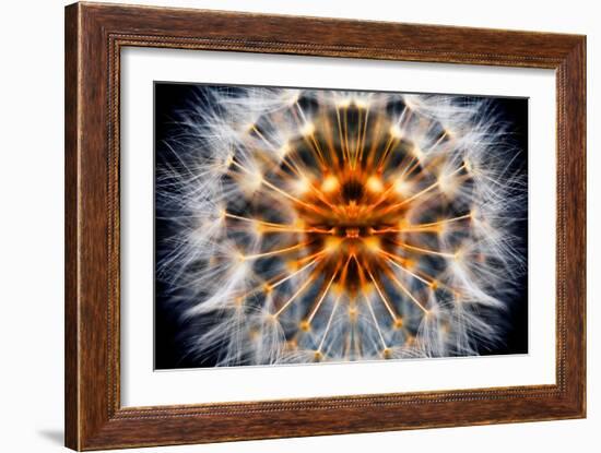 Mirrored Dandelion-Andy Bell-Framed Photographic Print