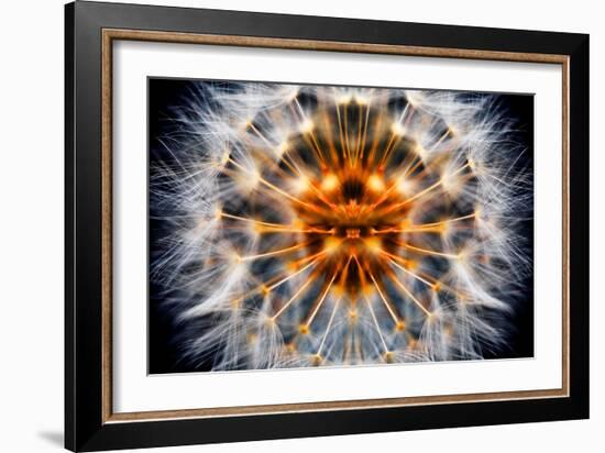 Mirrored Dandelion-Andy Bell-Framed Photographic Print