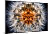 Mirrored Dandelion-Andy Bell-Mounted Photographic Print