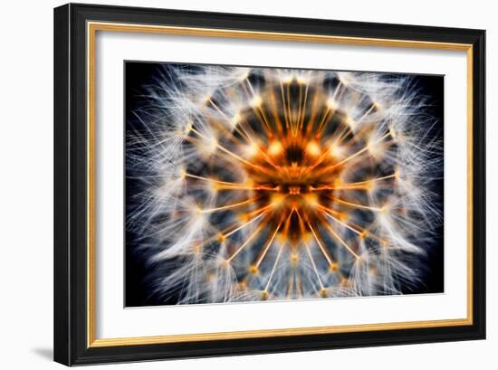 Mirrored Dandelion-Andy Bell-Framed Photographic Print