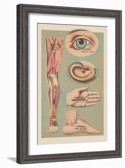 Miscellaneous Anatomical Drawings-null-Framed Art Print