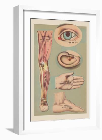 Miscellaneous Anatomical Drawings-null-Framed Art Print