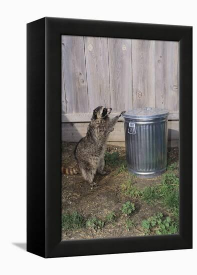 Mischievous Raccoon-DLILLC-Framed Premier Image Canvas