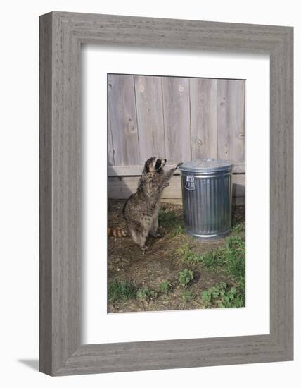 Mischievous Raccoon-DLILLC-Framed Photographic Print