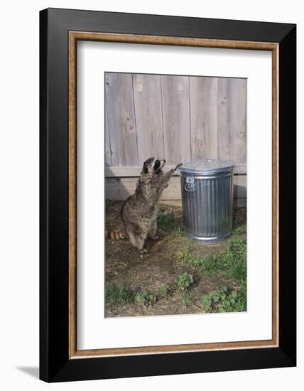 Mischievous Raccoon-DLILLC-Framed Photographic Print