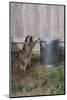 Mischievous Raccoon-DLILLC-Mounted Photographic Print