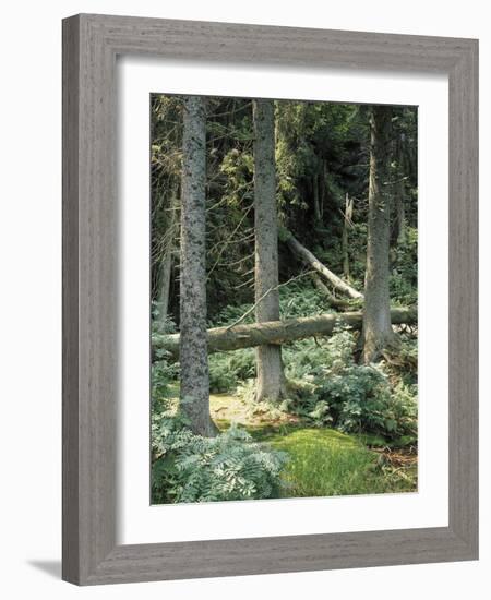 Mischwald, Baumstv¤Mme, Liegen, Waldboden, Wald, Bv¤Ume, Natur-Thonig-Framed Photographic Print