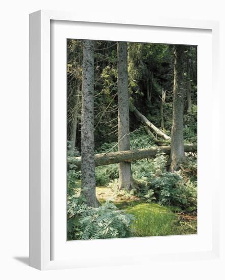 Mischwald, Baumstv¤Mme, Liegen, Waldboden, Wald, Bv¤Ume, Natur-Thonig-Framed Photographic Print