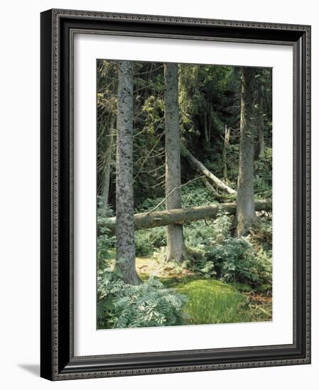 Mischwald, Baumstv¤Mme, Liegen, Waldboden, Wald, Bv¤Ume, Natur-Thonig-Framed Photographic Print