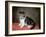 Miss Ann White's Kitten, 1790-George Stubbs-Framed Giclee Print