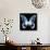 Miss Butterfly Agenor Sq - X-Ray Black Edition-Philippe Hugonnard-Photographic Print displayed on a wall