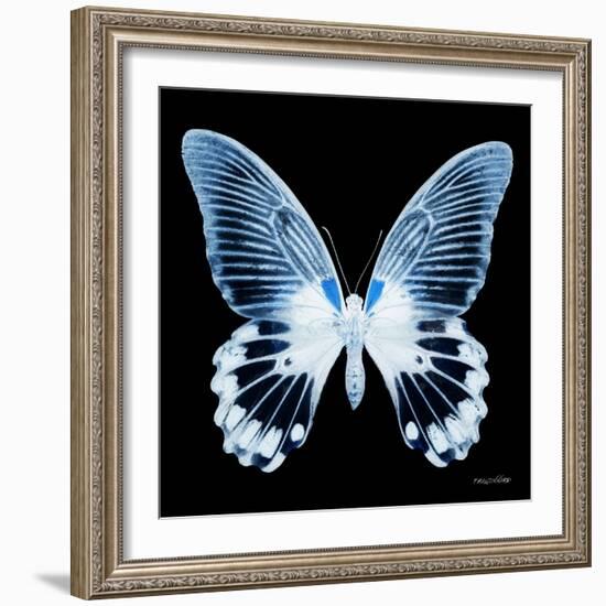 Miss Butterfly Agenor Sq - X-Ray Black Edition-Philippe Hugonnard-Framed Photographic Print