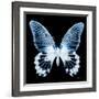 Miss Butterfly Agenor Sq - X-Ray Black Edition-Philippe Hugonnard-Framed Photographic Print