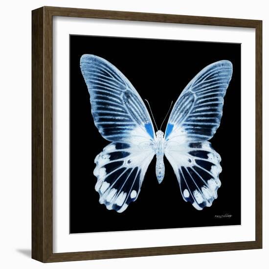 Miss Butterfly Agenor Sq - X-Ray Black Edition-Philippe Hugonnard-Framed Photographic Print