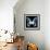 Miss Butterfly Agenor Sq - X-Ray Black Edition-Philippe Hugonnard-Framed Photographic Print displayed on a wall