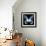 Miss Butterfly Agenor Sq - X-Ray Black Edition-Philippe Hugonnard-Framed Photographic Print displayed on a wall