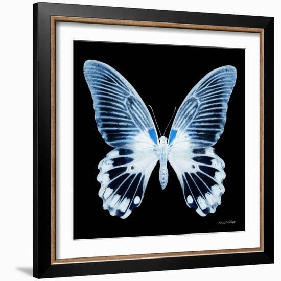 Miss Butterfly Agenor Sq - X-Ray Black Edition-Philippe Hugonnard-Framed Photographic Print