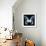 Miss Butterfly Agenor Sq - X-Ray Black Edition-Philippe Hugonnard-Framed Photographic Print displayed on a wall