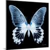 Miss Butterfly Agenor Sq - X-Ray Black Edition-Philippe Hugonnard-Mounted Photographic Print