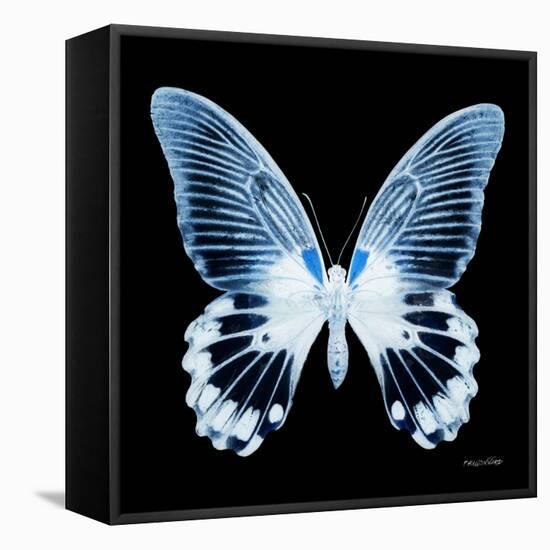 Miss Butterfly Agenor Sq - X-Ray Black Edition-Philippe Hugonnard-Framed Stretched Canvas