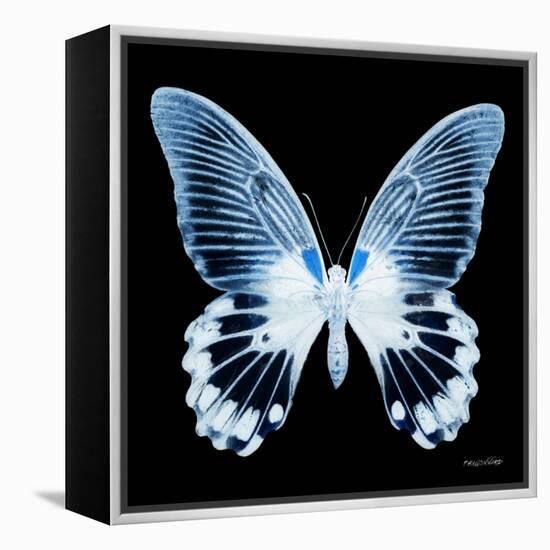 Miss Butterfly Agenor Sq - X-Ray Black Edition-Philippe Hugonnard-Framed Stretched Canvas