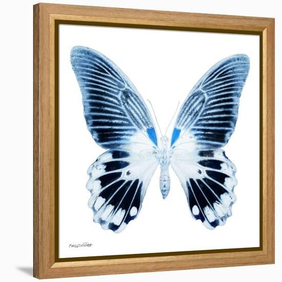 Miss Butterfly Agenor Sq - X-Ray White Edition-Philippe Hugonnard-Framed Stretched Canvas