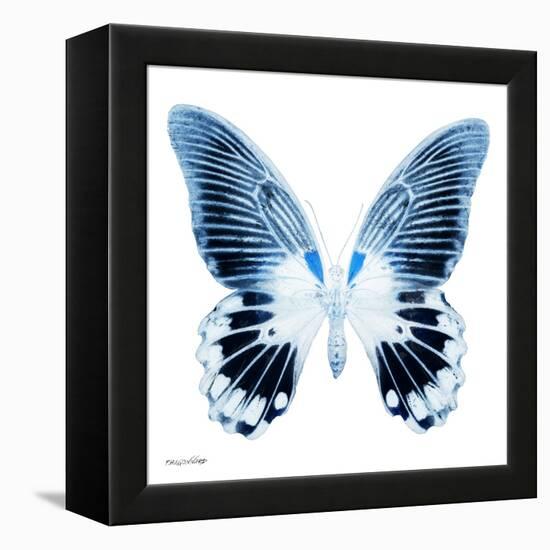 Miss Butterfly Agenor Sq - X-Ray White Edition-Philippe Hugonnard-Framed Stretched Canvas