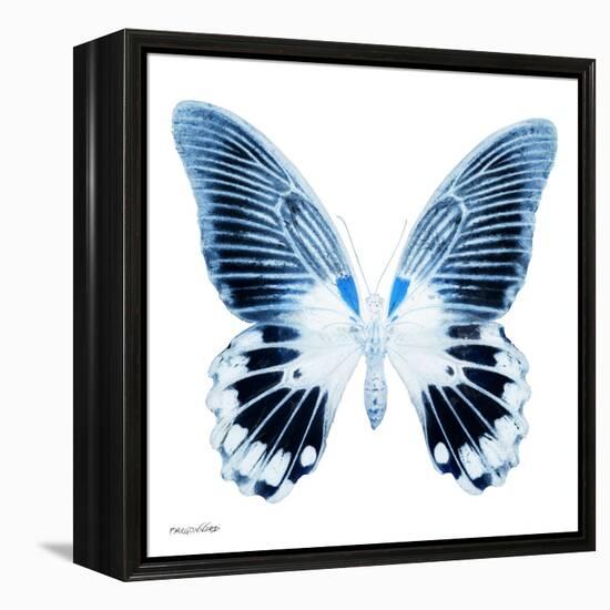 Miss Butterfly Agenor Sq - X-Ray White Edition-Philippe Hugonnard-Framed Stretched Canvas