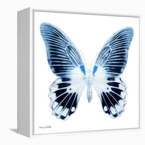 Miss Butterfly Agenor Sq - X-Ray White Edition-Philippe Hugonnard-Framed Stretched Canvas