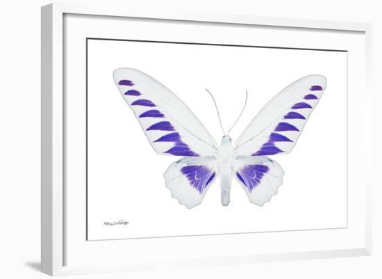 Miss Butterfly Brookiana - X-Ray White Edition-Philippe Hugonnard-Framed Photographic Print