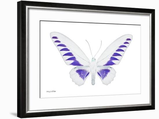 Miss Butterfly Brookiana - X-Ray White Edition-Philippe Hugonnard-Framed Photographic Print