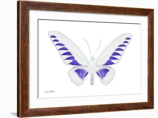 Miss Butterfly Brookiana - X-Ray White Edition-Philippe Hugonnard-Framed Photographic Print