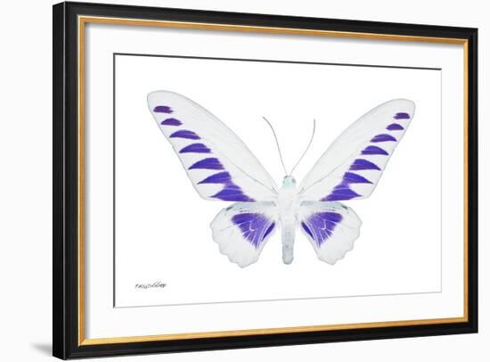 Miss Butterfly Brookiana - X-Ray White Edition-Philippe Hugonnard-Framed Photographic Print