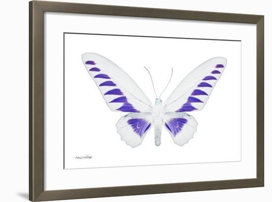 Miss Butterfly Brookiana - X-Ray White Edition-Philippe Hugonnard-Framed Photographic Print