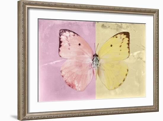 Miss Butterfly Catopsilia - Pale Violet & Gold-Philippe Hugonnard-Framed Photographic Print