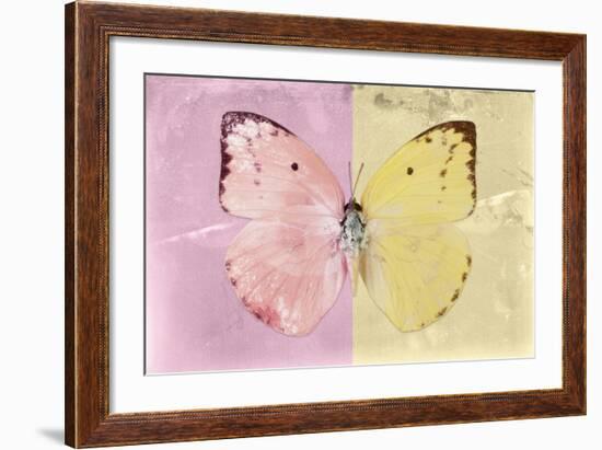 Miss Butterfly Catopsilia - Pale Violet & Gold-Philippe Hugonnard-Framed Photographic Print